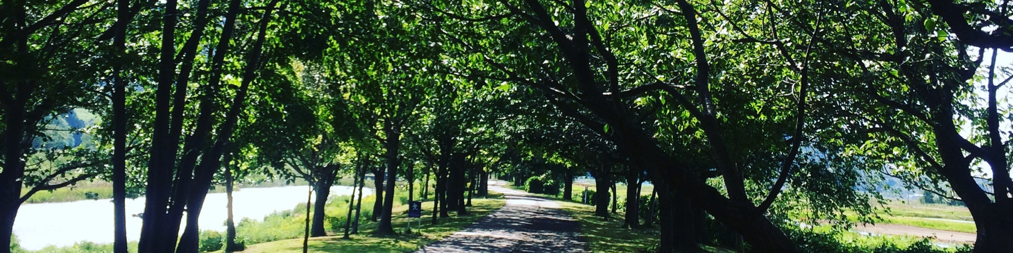 公園の外周の歩道は鮮やかな緑の木々で囲まれています。
